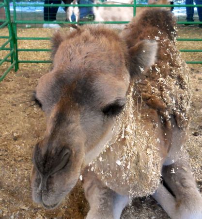October 16, 2016 - Huntersville, NC - Baby camel at the Renaissance Festival petting zooのeditorial素材