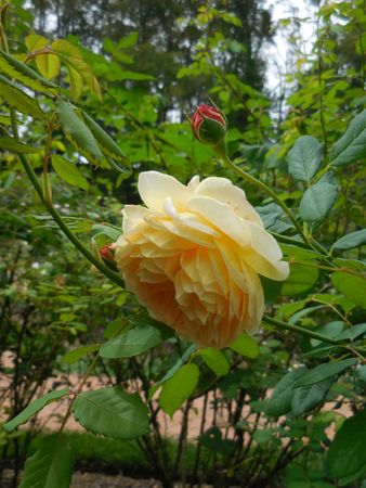 Yellow roseの写真素材