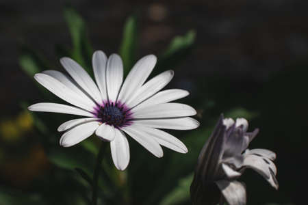 White daisy in the garden on a blurred green background. Freshness.