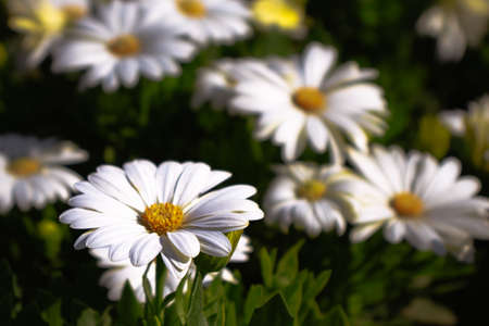 White daisy in the garden on a blurred background.の写真素材