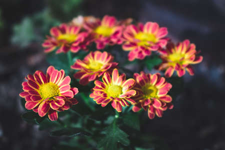 Colorful flowers in a garden. The photograph was taken during the daytime in Bulgaria.の写真素材