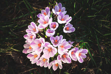 Colorful crocuses hiding in the park. The photograph was taken during sunset in the United Kingdom....