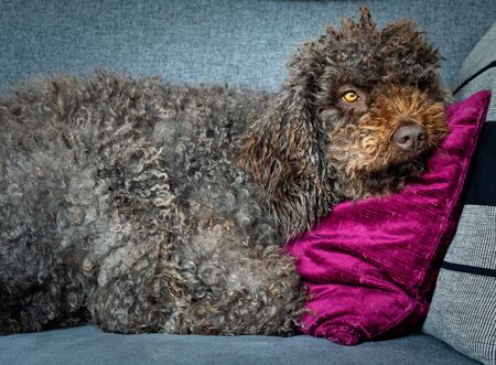 Relaxed spanish water laying on the sofa without any worriesの写真素材