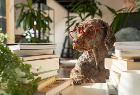 A dog wearing red glasses between a pile of books with the paw on the table inside an apartment with...