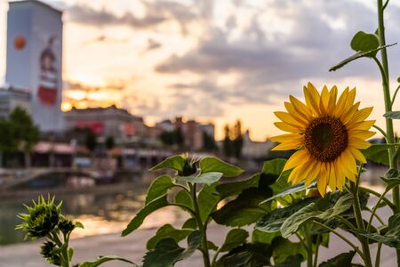 A bright sunflower from a urban garden during a summer sunset at the Danube canal in Viennaの写真素材