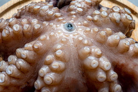 Close up of a pink, fresh and raw octopusの写真素材