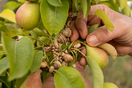 A man's hands removes a plague of snails from a branch of a pear treeの写真素材