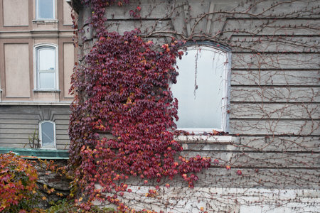 Red cimbing ivy on the walls at Buda castle, Budapestの写真素材