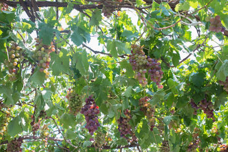 Delicious grapes on the tree ready for harvest. Agriculture. Rhodes, Dodecanese, Greeceの写真素材