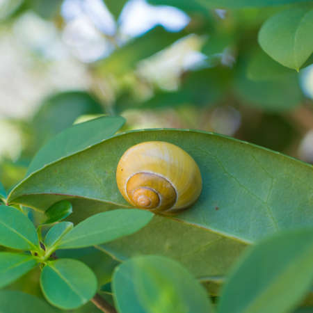 Beautiful yellow snail on a green leaf and many plants aroundの写真素材