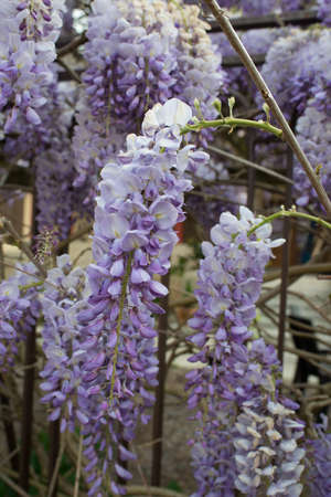 Closeup of a wisteria sinensis plant with beautiful purple flowersの写真素材