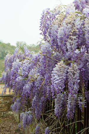 Beautiful and colorful bush of wisteria sinensis during its blooming, in Asturias.の写真素材