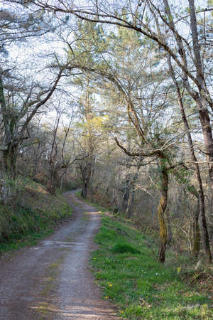 Charming walking path under the trees with no peopleの写真素材