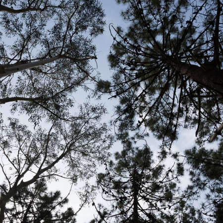 Eucaliptus and pine trees seen from down to tree top with the blue sky in the background. Rodiles...