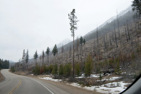 Canadian pine tree forest growing again after a fire. Dead trees and new ones. Alberta, Canadaの写真素材