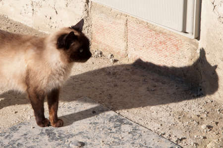 Cute brown cat on the street looking to its shadow. Dark head and legs.の写真素材
