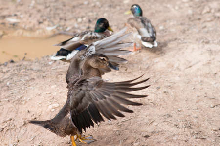 Close up of a mallard duck moving its wings.Two more ducks in the background near a pond.の写真素材