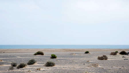 Arid landscape near the coast at Lanzarote, Spain. Some plants growing on the sand. Canary islands, Spain, Europeの写真素材