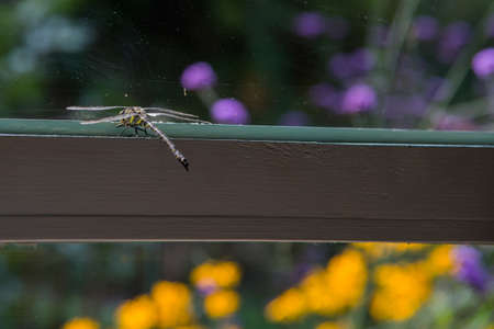 Amazing insects. Dragonfly with colors yellow and black near a window, looking to a beautiful garden...