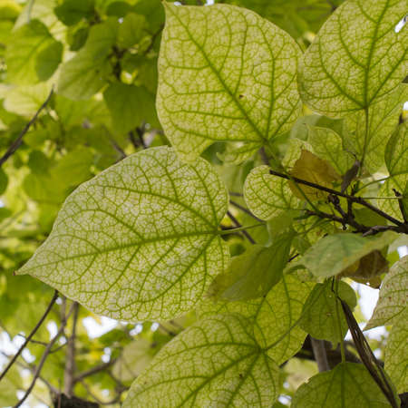 Beautiful leaves with nerves. Light comming across them. Green colorの写真素材