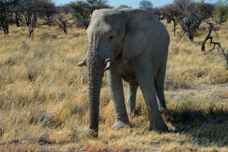 Beautiful african elephant in Etosha National Park. Nambia, Africaの写真素材