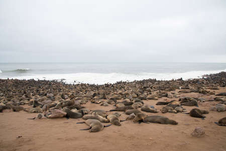 Colony of sea lions lying on the sand. Cape Cross, Namibia.Africaの写真素材