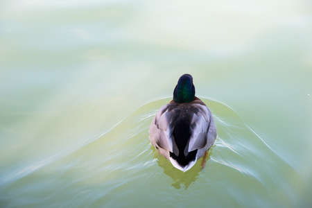 Close up of a duck swimming in a pond seen from its back. Retiro park, Madrid, Spain. Europe