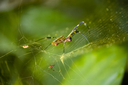 Close up of a spider weaving the spider web. Small spider next to it. Arenal, Costa Rica. Green...
