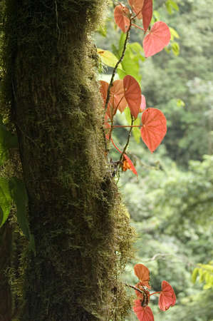 Close up of a tree with a red plant growing on the trunk. Tropical forest in Arenal, Costa Rica....