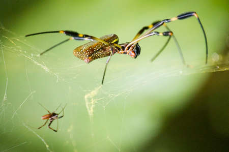 Close up of a black and yellow spider weaving its web. Small spider next to it. Green background. Costa Rica, Central Americaの写真素材