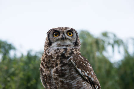 Beautiful portrait of an owl in the nature, seen from below. Beautiful yellow eyes, green background. Strigiformes. Spainの写真素材