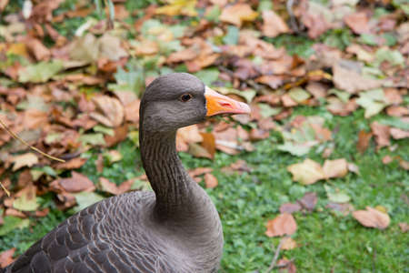 Close up of a goose in a park in autumn. London, United Kingdomの写真素材