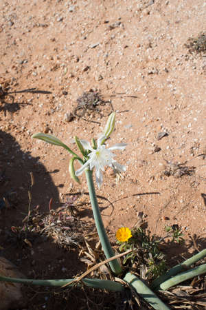 Sand lilly plant blooming near Cape of Saint Vincent, Algarve, Portugal, Europe