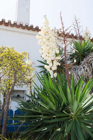 Yucca filamentosa, Adam needle, with panicles of white bell-shaped flowers. Vila Nova de Milfontes, Portugalの写真素材