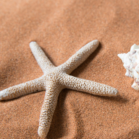 Close up of a starfish on the beach sand. Holidaysの写真素材