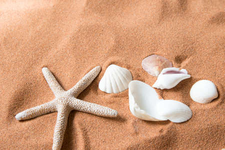 Starfish and many shells on beach sand. Concept summer