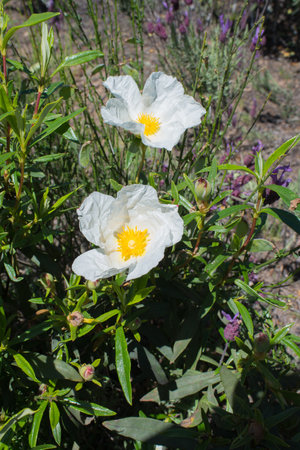 Close up of white labdanum. Green leaves. Outdoor. Vertical shotの写真素材