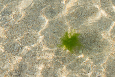Small seaweed in the water close to the coast, France