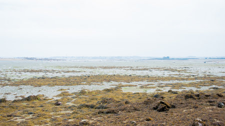 Seascape during low tide. Green seaweed. Brittany, France. Europe