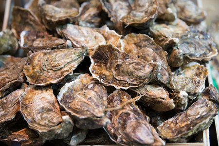 Close up of raw oysters in a market. Backgroundの写真素材