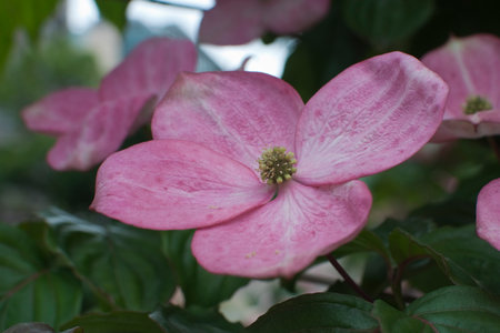 Pink hardy begonia (Begonia grandis) blooming. Summerの写真素材