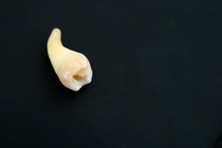 Close up of a cheektooth seen from above. Black background