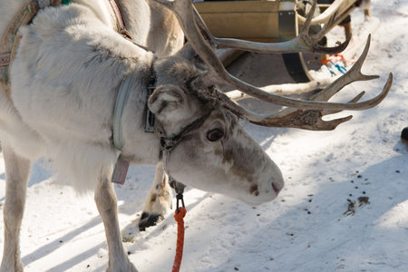 Portrait of a reindeer and a wooden sleigh. Laplandの写真素材
