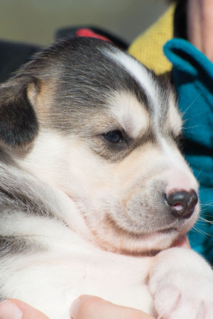 Adorable husky dog puppy. Lapland, Finland