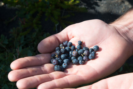 Handful of delicious wild blueberries. Iceland. Organic foodの写真素材