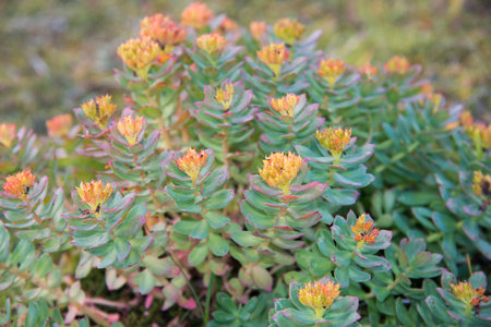 Orange wild flowers in the mountain. Iceland. Europeの写真素材