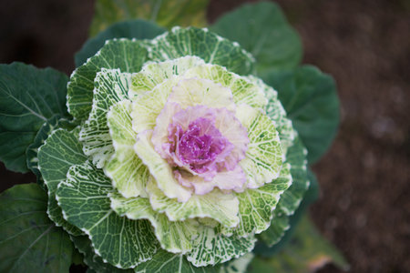 Ornamental cabbage, Brassica oleracea acephala, in a garden. Icelandの写真素材