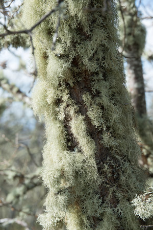 Close up of lichen growing on a tree. Outdoors. Portugalの写真素材