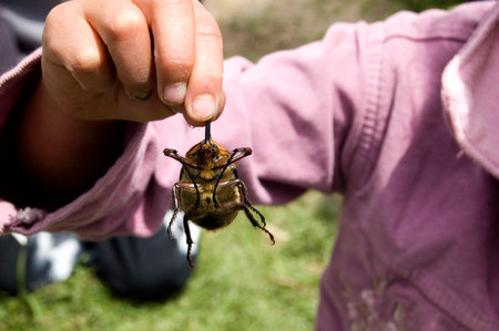 Unrecognizable girl holding a leg of a big beetle. Ecuador