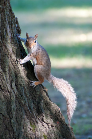 Squirrel climbing a tree and looking to the camera. Sunny day